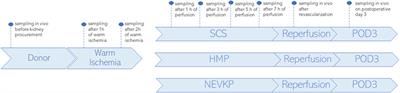 The impact of normothermic and hypothermic preservation methods on kidney lipidome—comparative study using chemical biopsy with microextraction probes